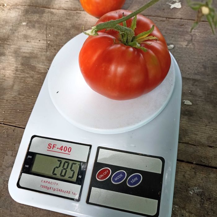 Насіння томату "Золоте серце Ашхабаду","Товстунка","Царь Колокол"