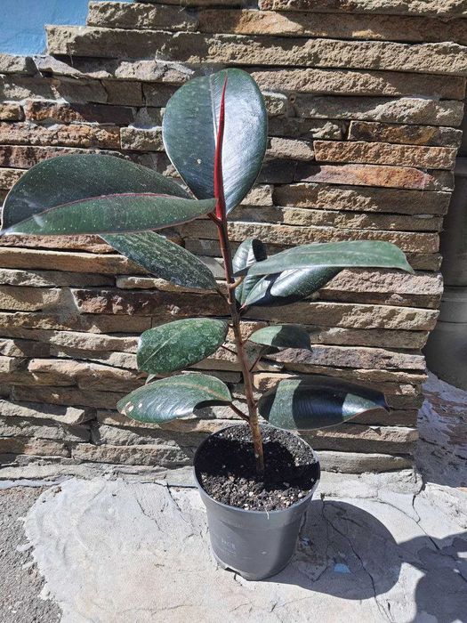 Фикусы Лировидный  Циатистипула  Анастасия Белиз Микрокарпа