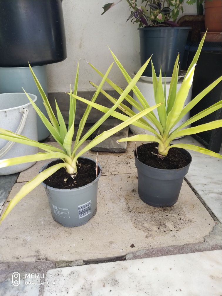Iucas e aloe vera