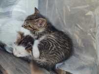 Kotki do adopcji