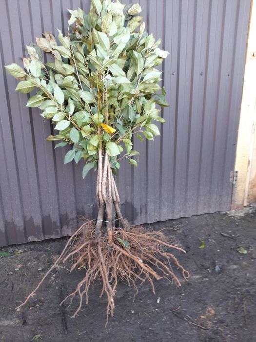 Саджанцы плодовых деревьев