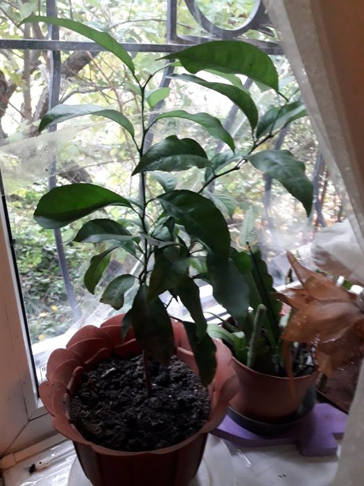 Продам Кумкват(цитрусовое карликовое деревце)