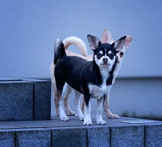 Chihuahua piękna sunia kolor huski