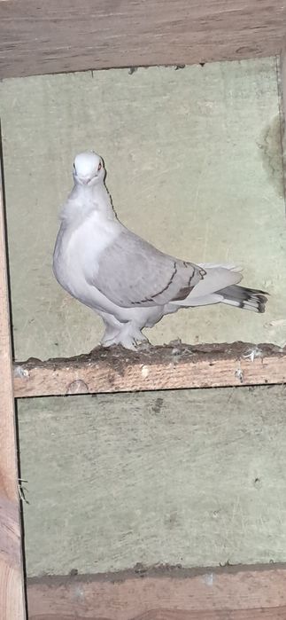 Gołębie ozdobne sprzedam