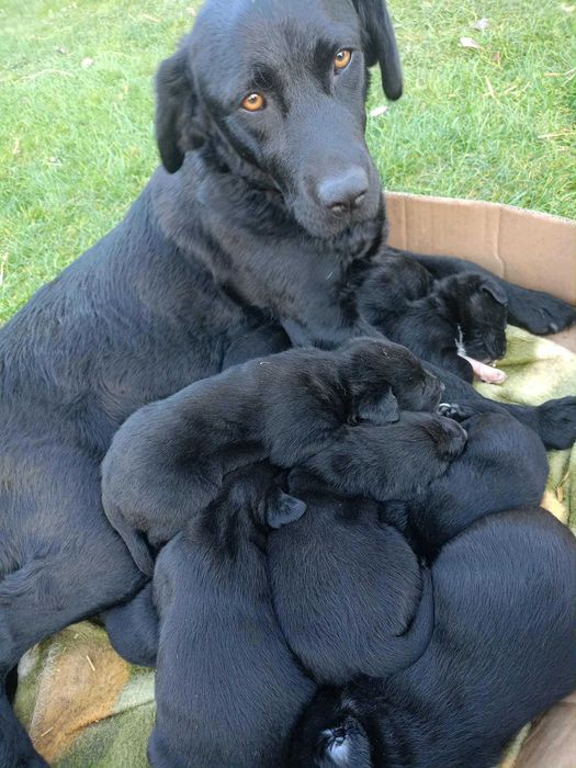 Szczeniaki labrador