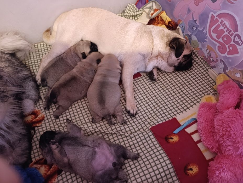 Милі мопсята,хлопчик і дівчатка