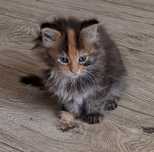 Kotka rasy Maine Coon
