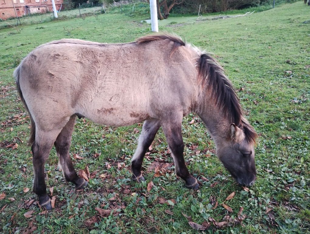 Sprzedam  ogierka konika polskiego zpełnym pochodzenie