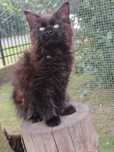Kocurek Maine Coon