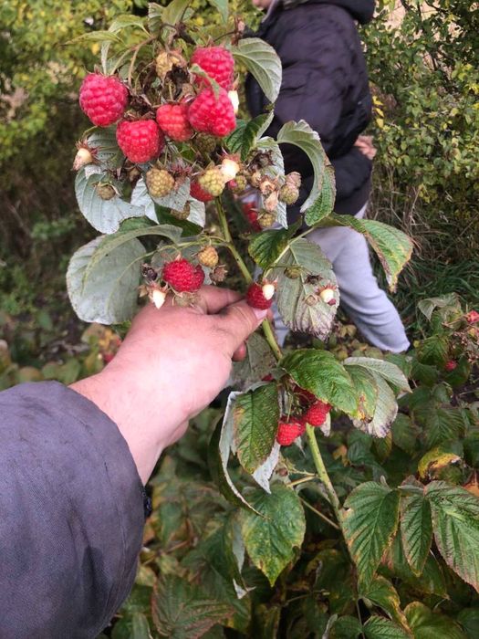 Продам малину Енросадіру