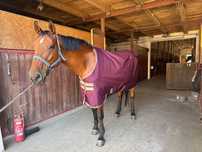 Derka Horseware 145 100g
