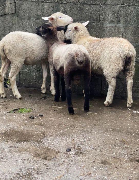 1 borrego cx de p3 e 2 borregas cx de merino / île de france