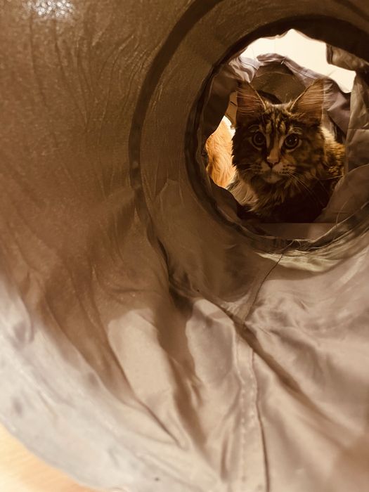 Conjunto de 2 túneis para gatos