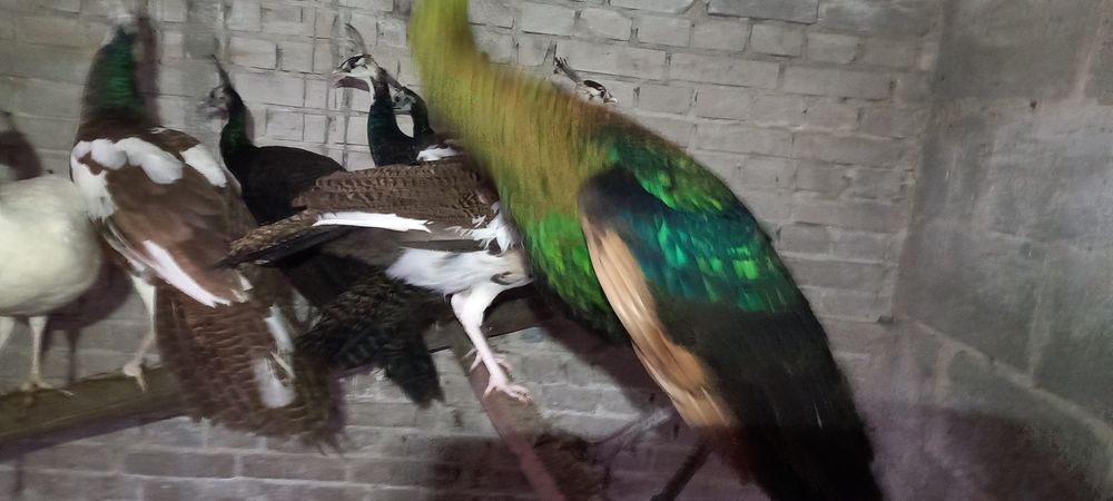 Paw pawie szmaragdowe z 2025r