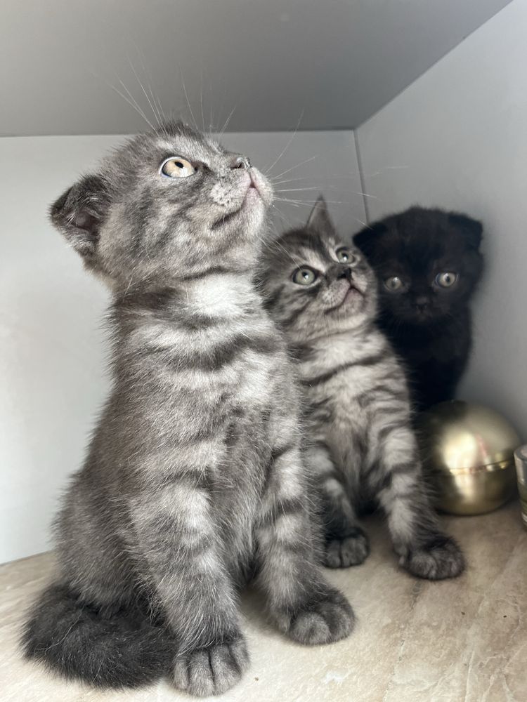Котик шотландець висловухий