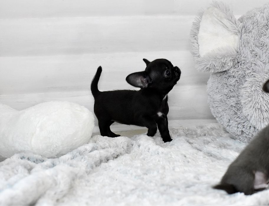 Микро девочка чихуахуа в типе кобби черного окраса!