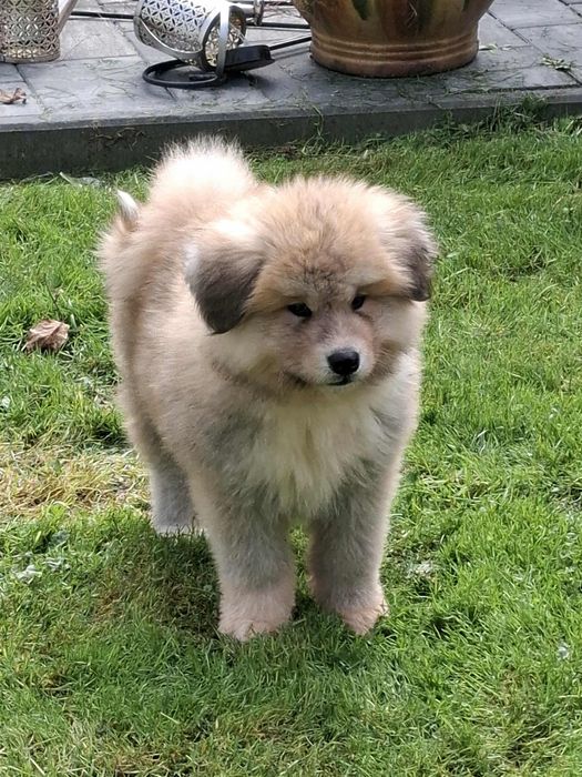 Akita Inu szczeniak