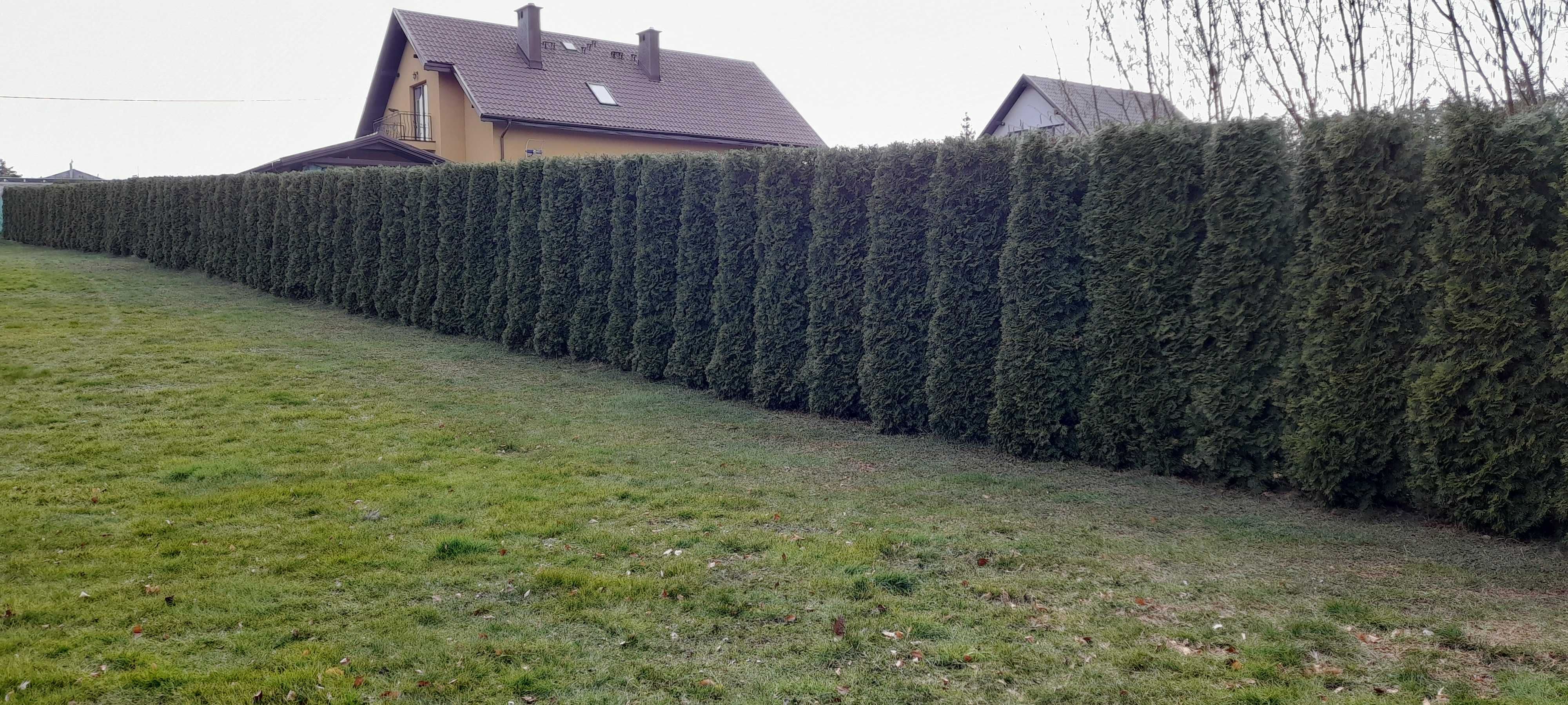Czyszczenie ogrodów przycinanie drzew tuj zrębki koszenie traw chaszcz
