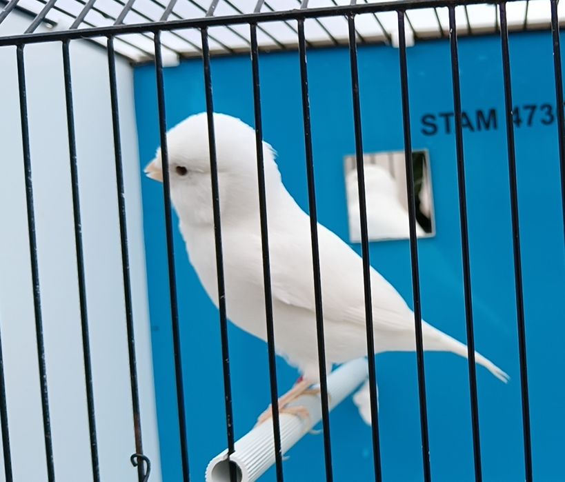 Canários brancos reprodutores