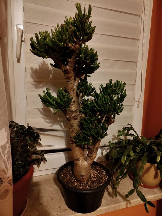 Hobbit crassula  grubosz mega okaz 65cm