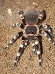 Acanthoscurria geniculata L2/3 pakiet 10 szt