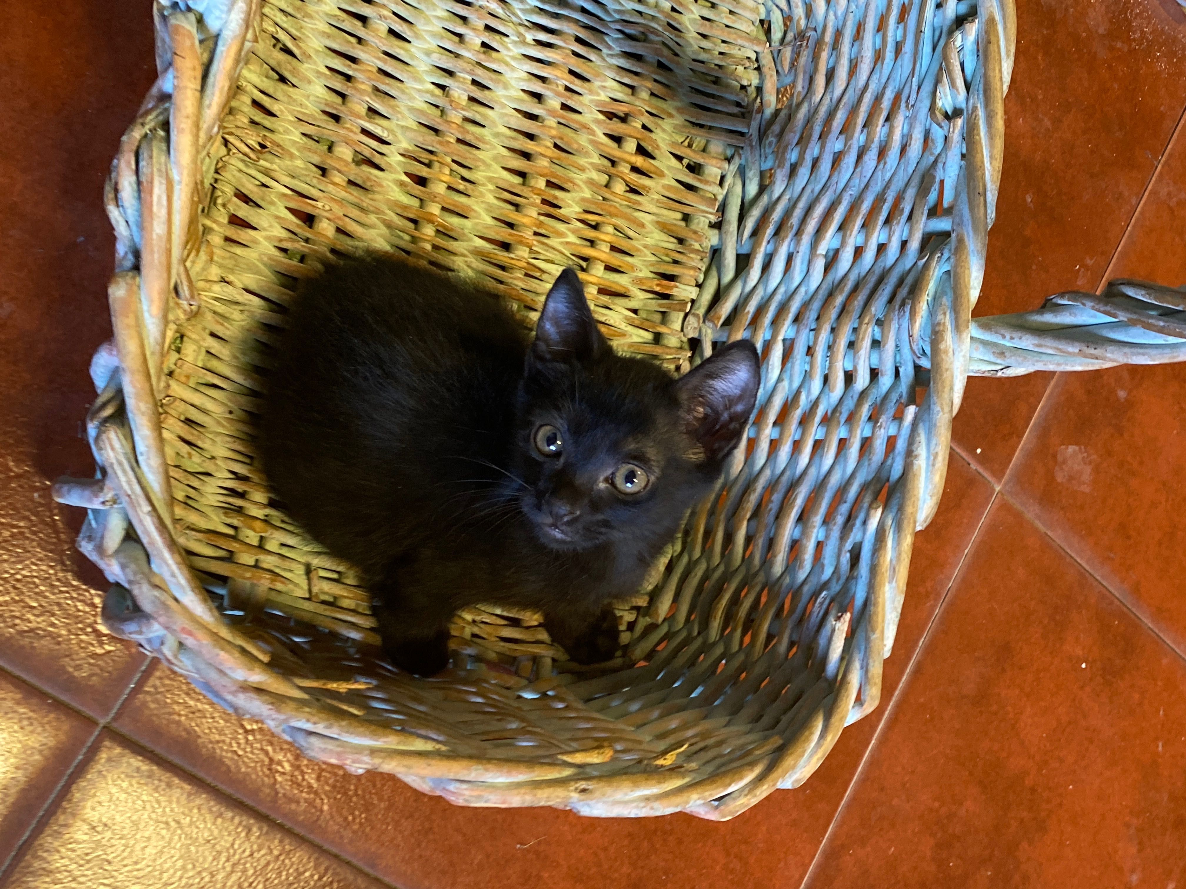 Gatinho Macho para Adoção Responsável