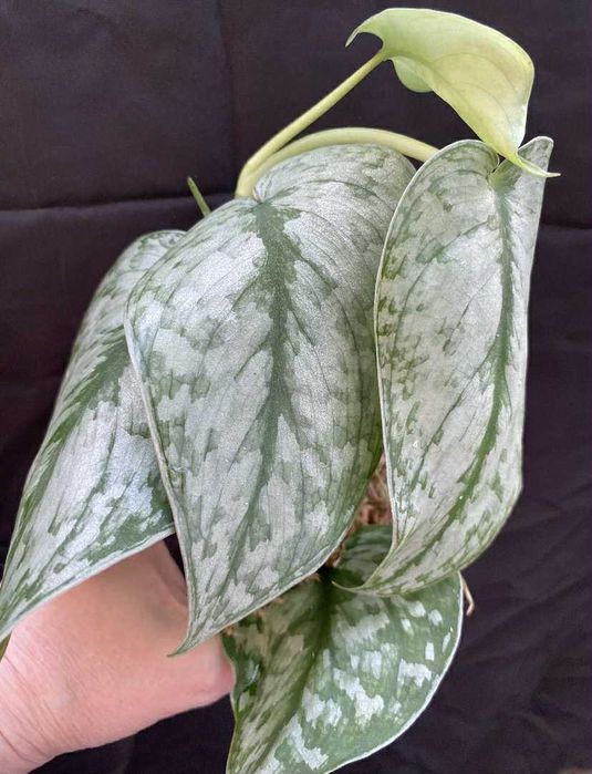 Сциндапсус Blue Splash tricolor, dark tricolor, мун лайт, сільвер хіро