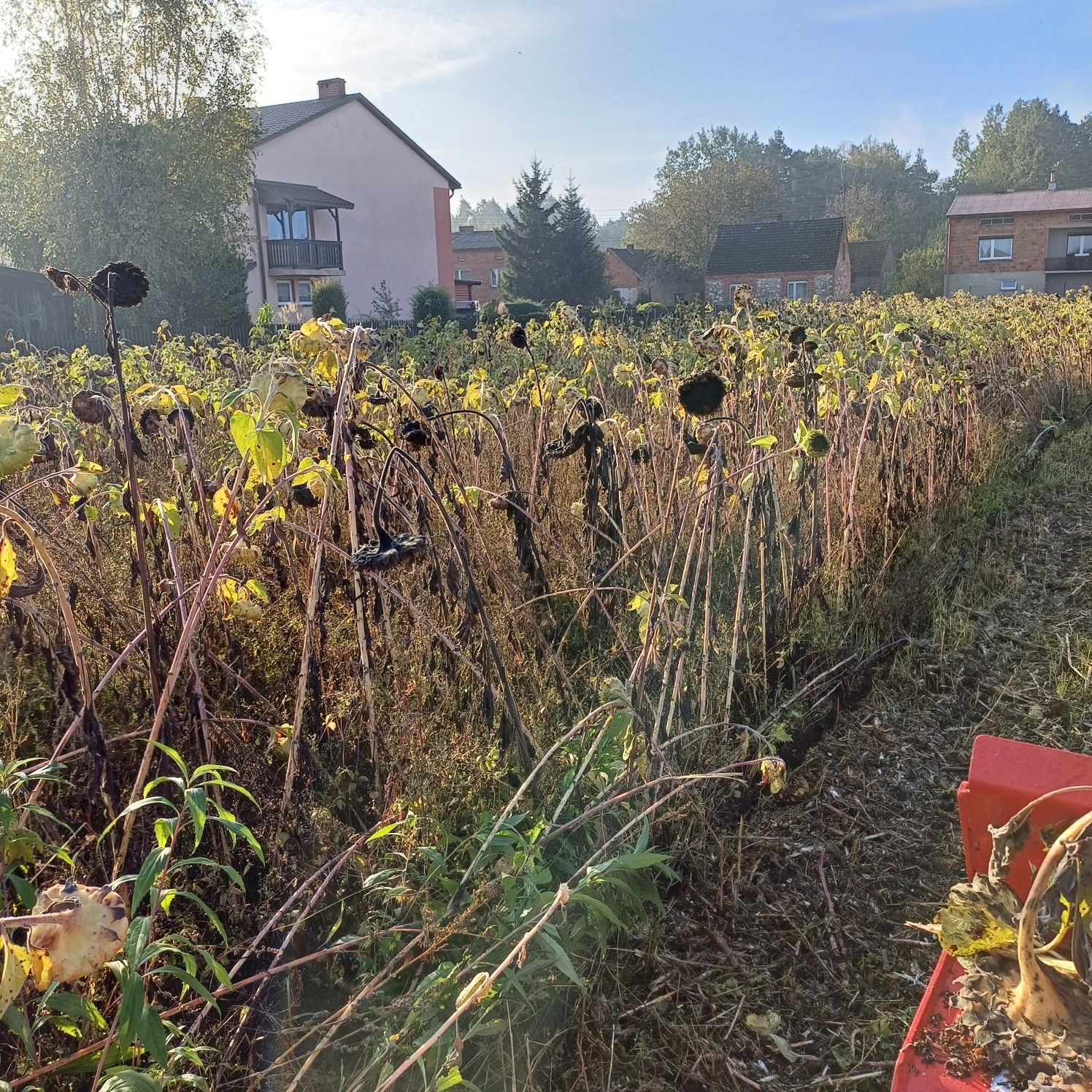 Koszenie traw zarośli farm fotowoltaicznych mulczer Faktura