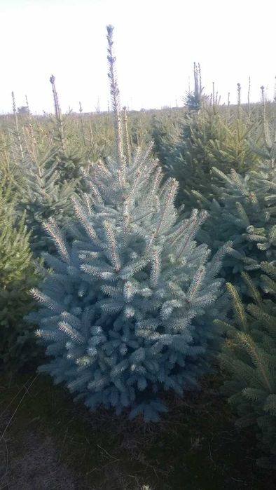 Choinki Świąteczne , sam wybierasz na plantacji ! Świerk srebrny.