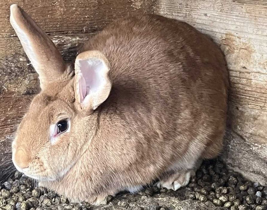 Продам кролів (самки, самці)