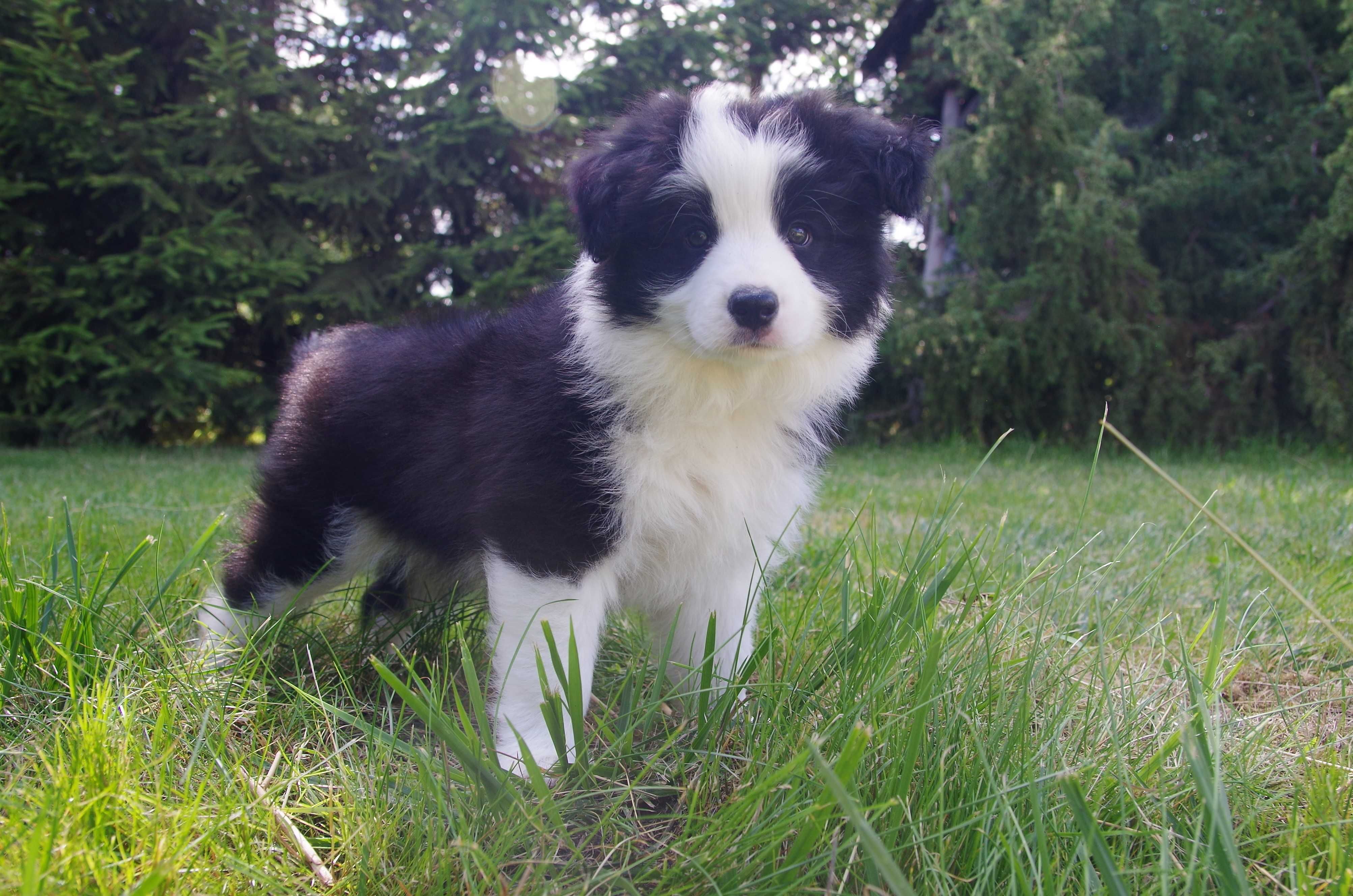 Border Collie - ZKwP/FCI śliczny piesek po Championach