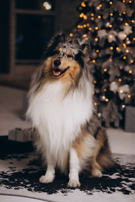 Щенки колли