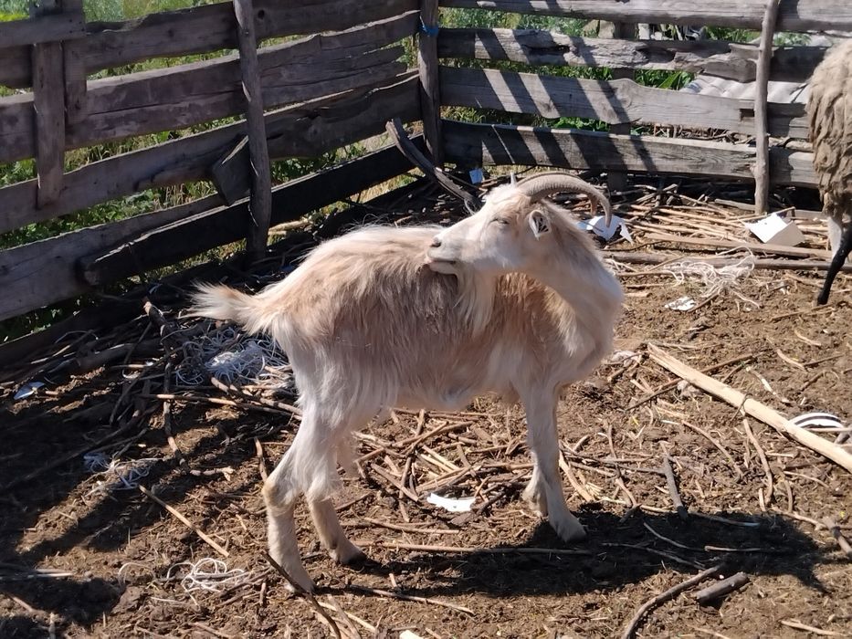 Продаються вівці і кози
