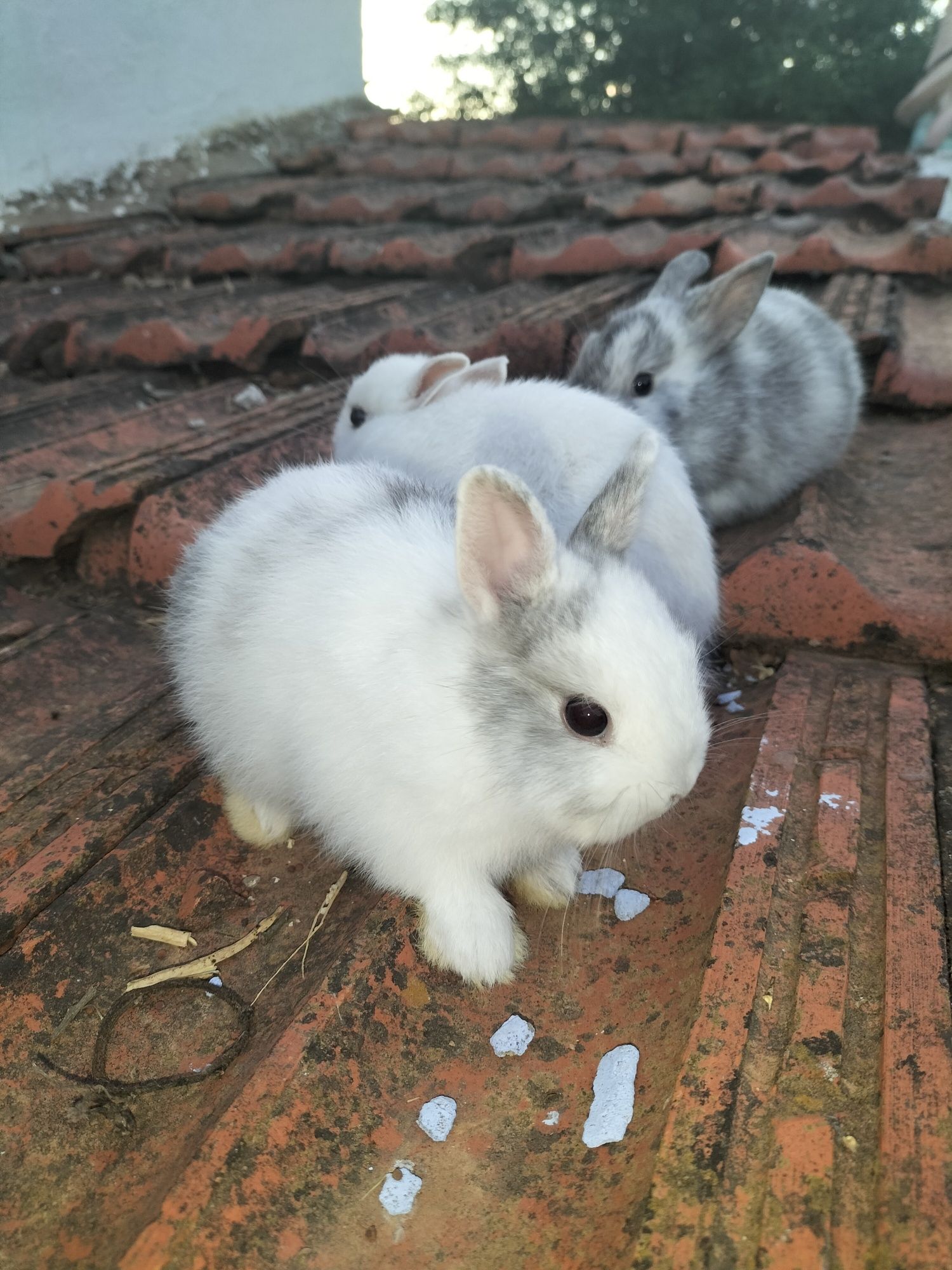Coelhos nini anões