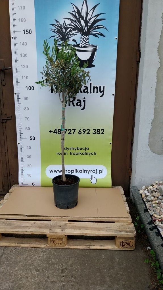 Oliwka Europejska (Olea europaea) - 150 cm wysylka