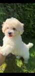maltipoo chłopczyk  po tea cup pudelku