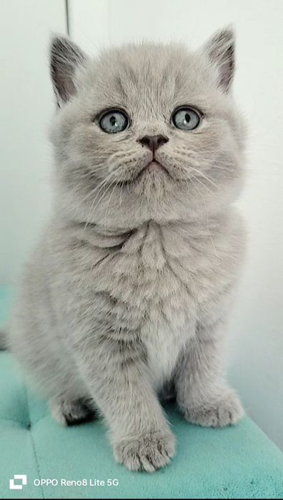 RESERVADO British Shorthair lilac