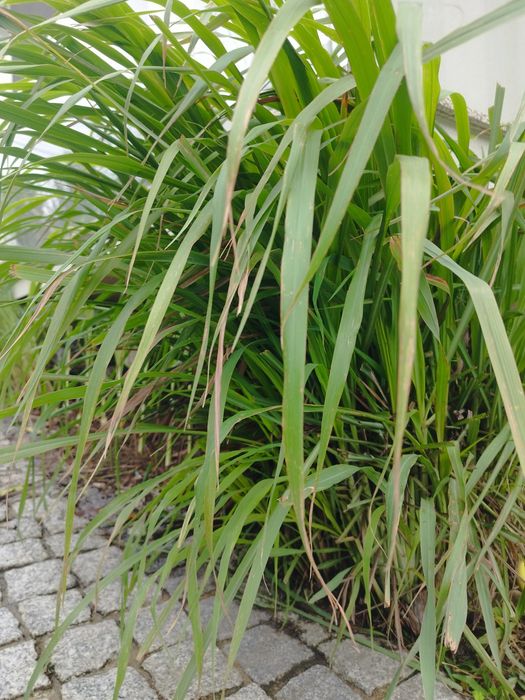 3 ou 12  Pés de Erva príncipe, capim limão, Lemongrass, Cymbopogon