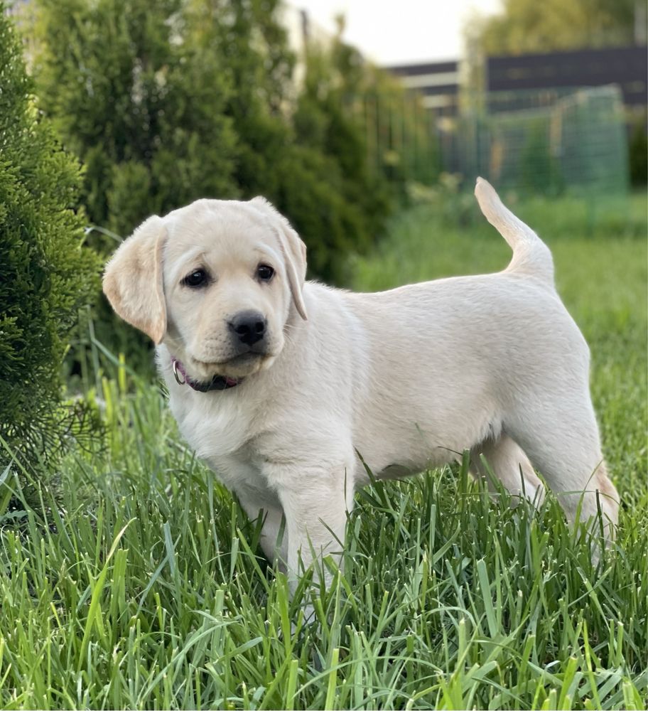 Labrador Retriever FCI dziewczynka szuka kochajacych ludzi