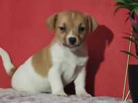 Jack Russell Terrier suczka