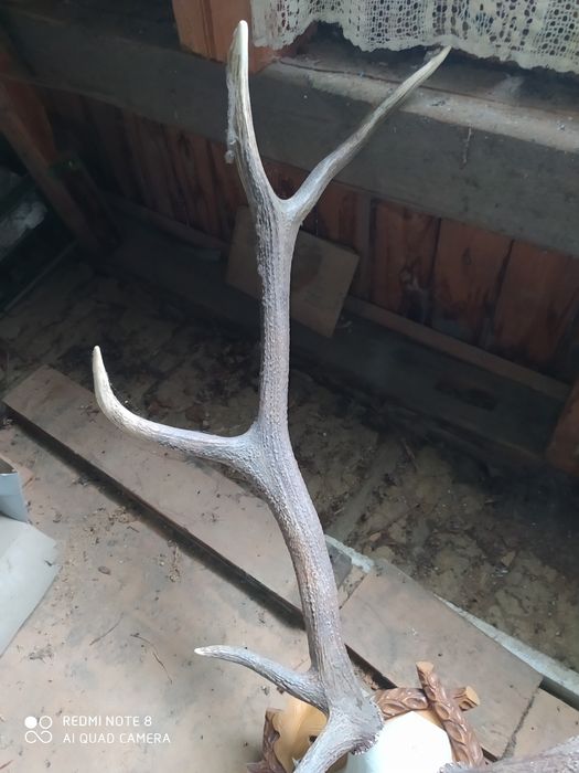 Роги оленя з різьбленою дошкою