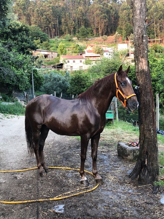 Cavalo manso com 12 anos