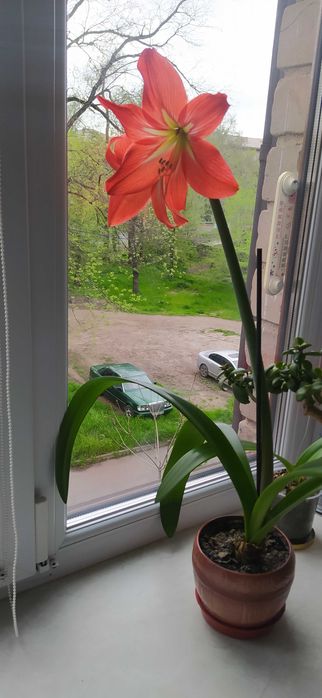 Амариллис Амариллис