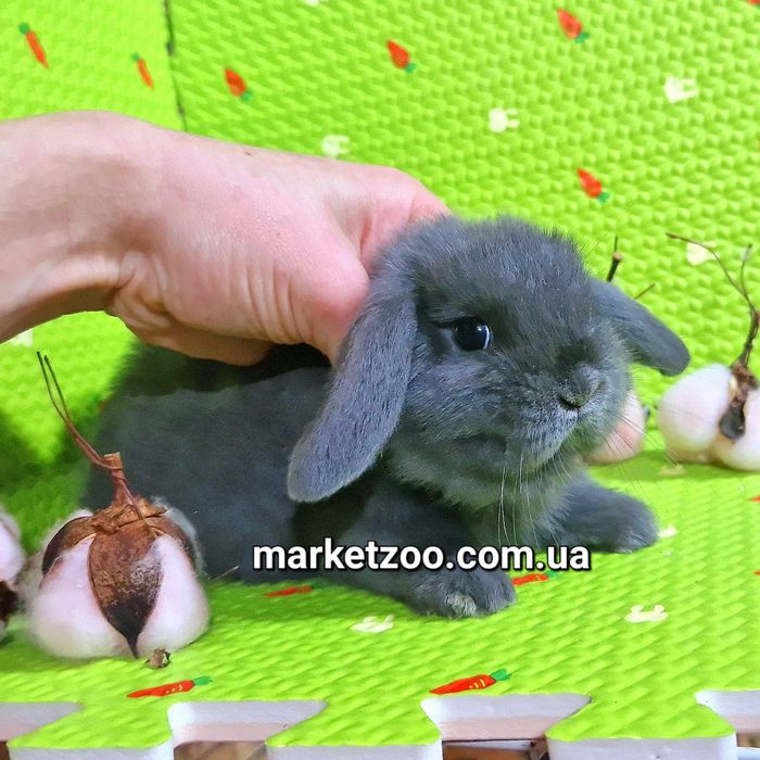 Карликовий міні кролик висловухий баранчик mini lop блакитний голубой