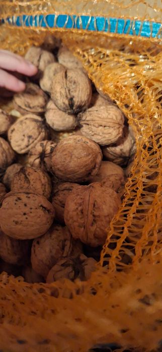 Orzechy z własnego drzewa