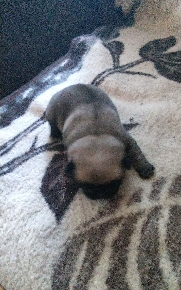 Mops szczenie  z rodowodem