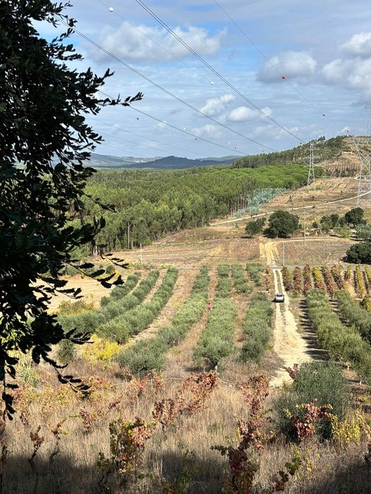 Terreno com 130 oliveiras amanhadas