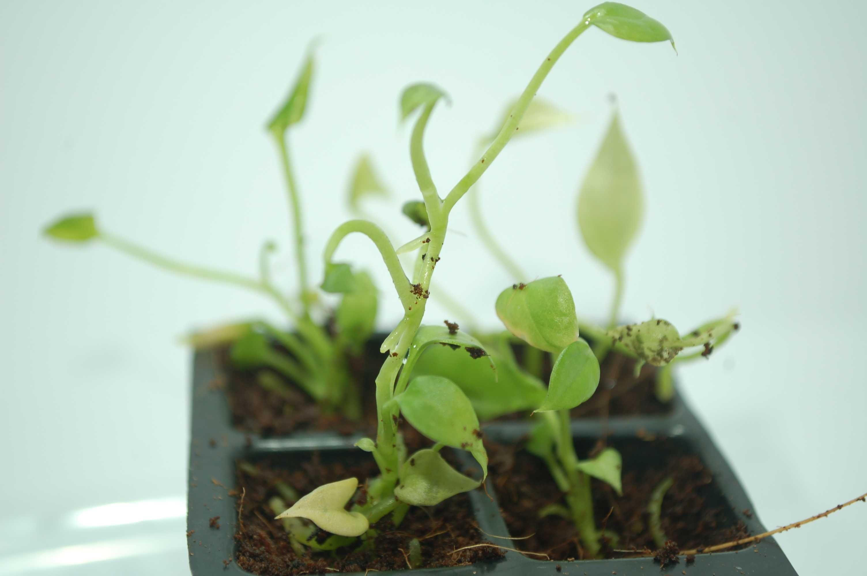 Anthurium vittarifolium