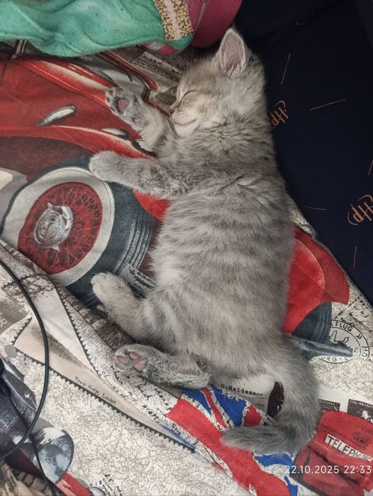 Шотландське кошеня