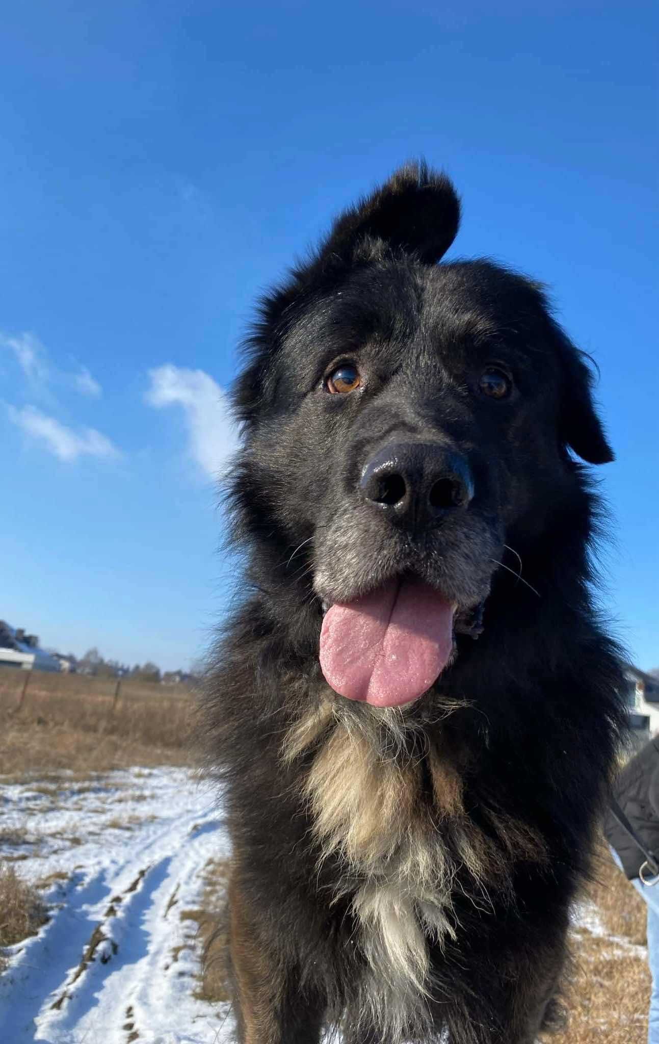 Uszek duży pies do adopcji Kalisz Wrocław Poznań Lodz